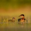 Potapka rudokrka - Podiceps grisegena - Red-necked Grebe 9687